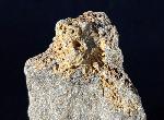 Crinoide non det. - Bild © FossNet FossilienStore